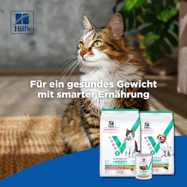 A 1:1 ratio creative featuring a clean-focus cat with high-quality pet food bags and a single can in the foreground to demonstrate clear nutritional value.
